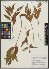 Foto von Salix amygdaloides Andersson